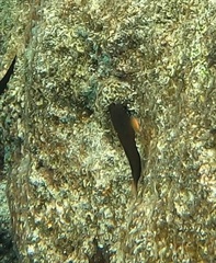 Ophioblennius macclurei