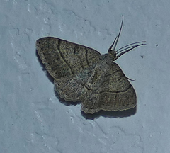 Digrammia muscariata