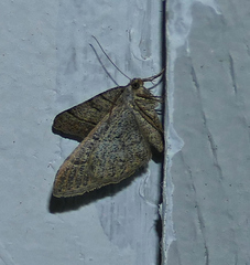 Digrammia muscariata