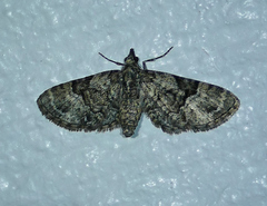 Eupithecia edna