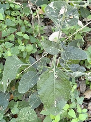 Ruellia occidentalis