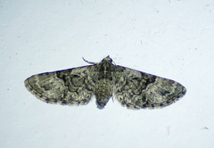 Eupithecia edna
