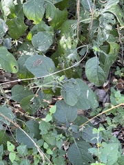 Ruellia occidentalis