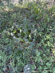Ruellia occidentalis