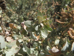 Atriplex nummularia