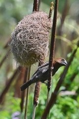 Amblyospiza albifrons
