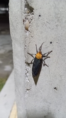 Apistosia judas