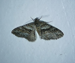 Prionomelia spododea