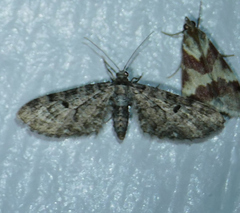 Prorella discoidalis