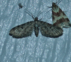 Prorella discoidalis