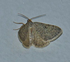 Taeniogramma mendicata
