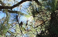 Regulus regulus teneriffae