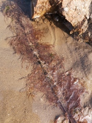 Gloiopeltis