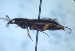 Synuchus impunctatus