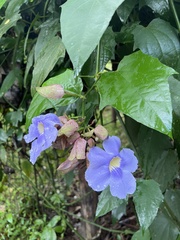 Thunbergia grandiflora