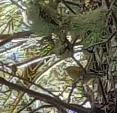 Regulus regulus teneriffae