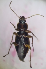 Synuchus impunctatus
