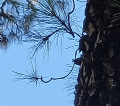 Regulus regulus teneriffae