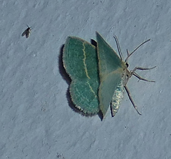 Chlorochlamys phyllinaria