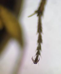 Synuchus impunctatus