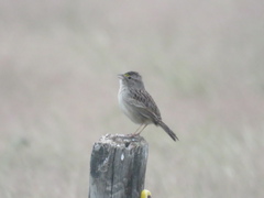 Ammodramus humeralis