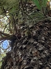 Regulus regulus teneriffae