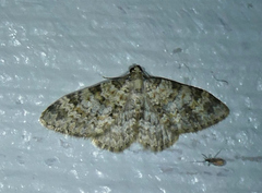 Zenophleps obscurata