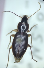 Synuchus impunctatus