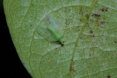 Chrysocerca formosana