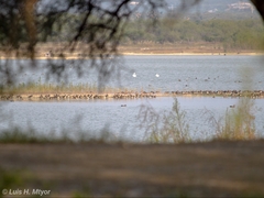 Mareca strepera strepera