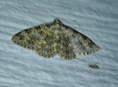 Zenophleps obscurata