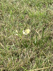 Nothoscordum bivalve