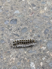 Lophocampa roseata