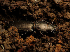 Mecodema sculpturatum