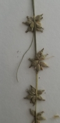 Carex rosea