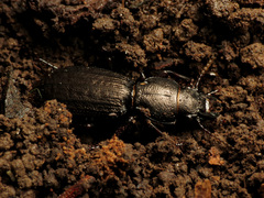 Mecodema sculpturatum