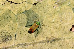 Dichrooscytus intermedius