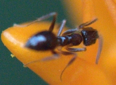 Nylanderia