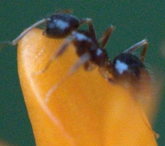 Nylanderia
