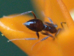Nylanderia
