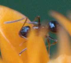 Nylanderia