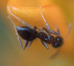Nylanderia