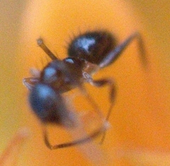 Nylanderia