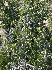 Schaefferia cuneifolia