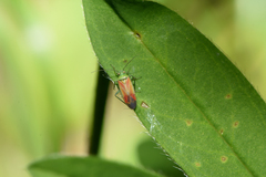Dichrooscytus rufipennis