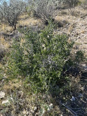 Schaefferia cuneifolia