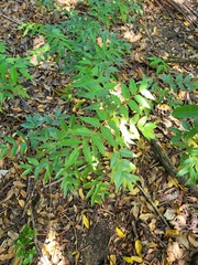 Libidibia monosperma