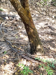 Libidibia monosperma