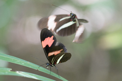 Heliconius erato phyllis
