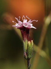 Stevia heptachaeta